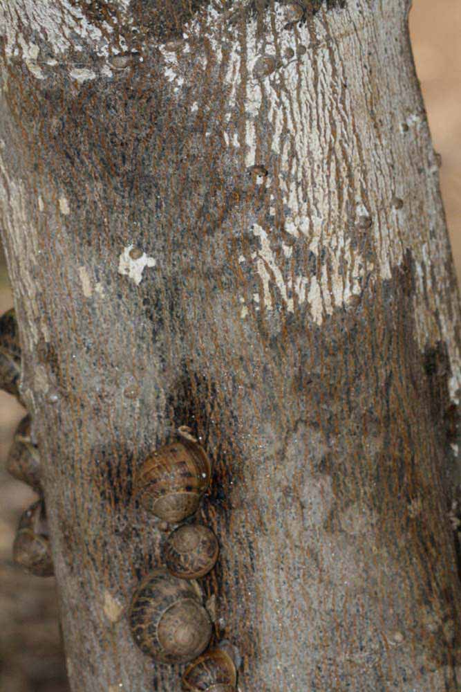            Bark (Riverside, CA)   
